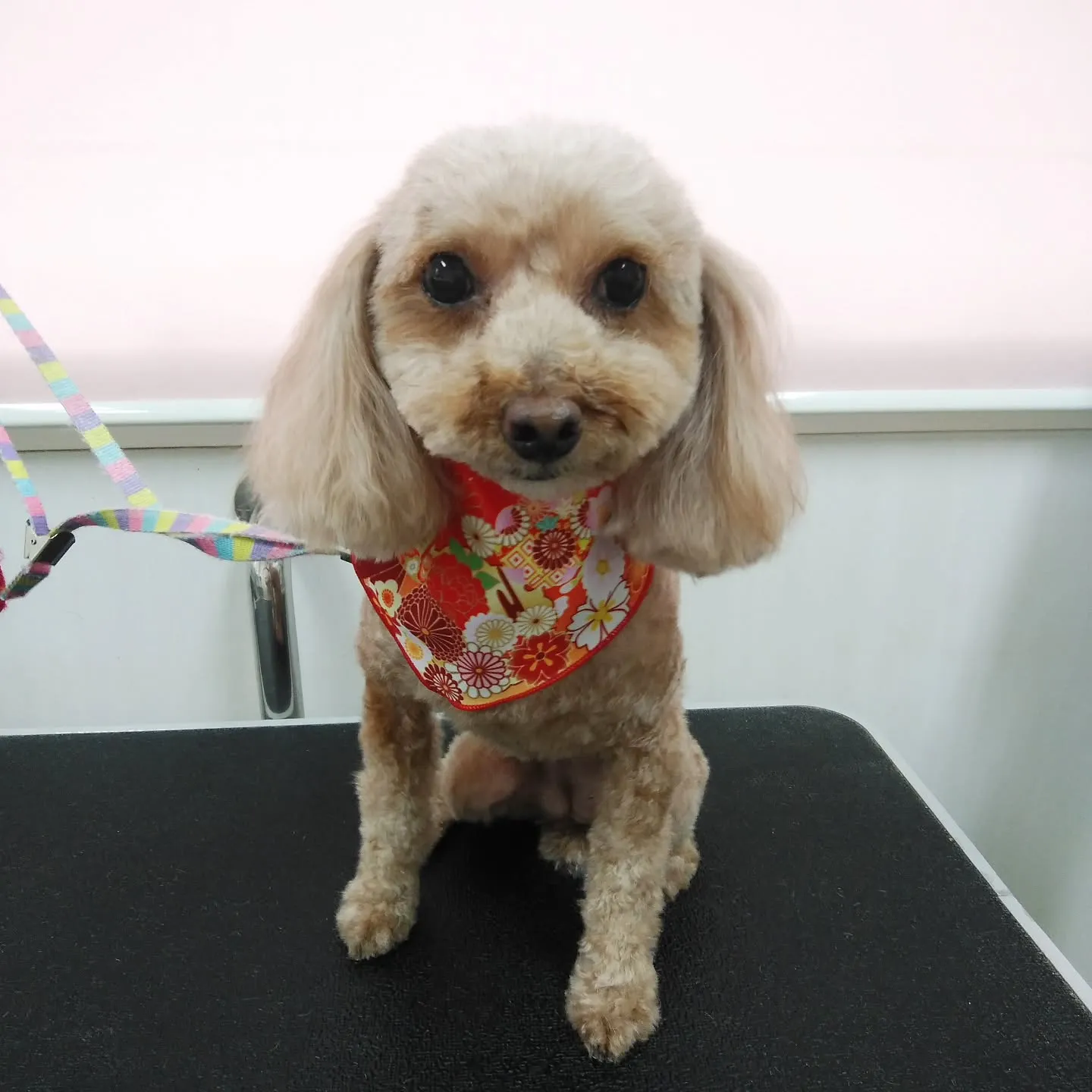 【トリミング】トイプードル【バリカン仕上げ】