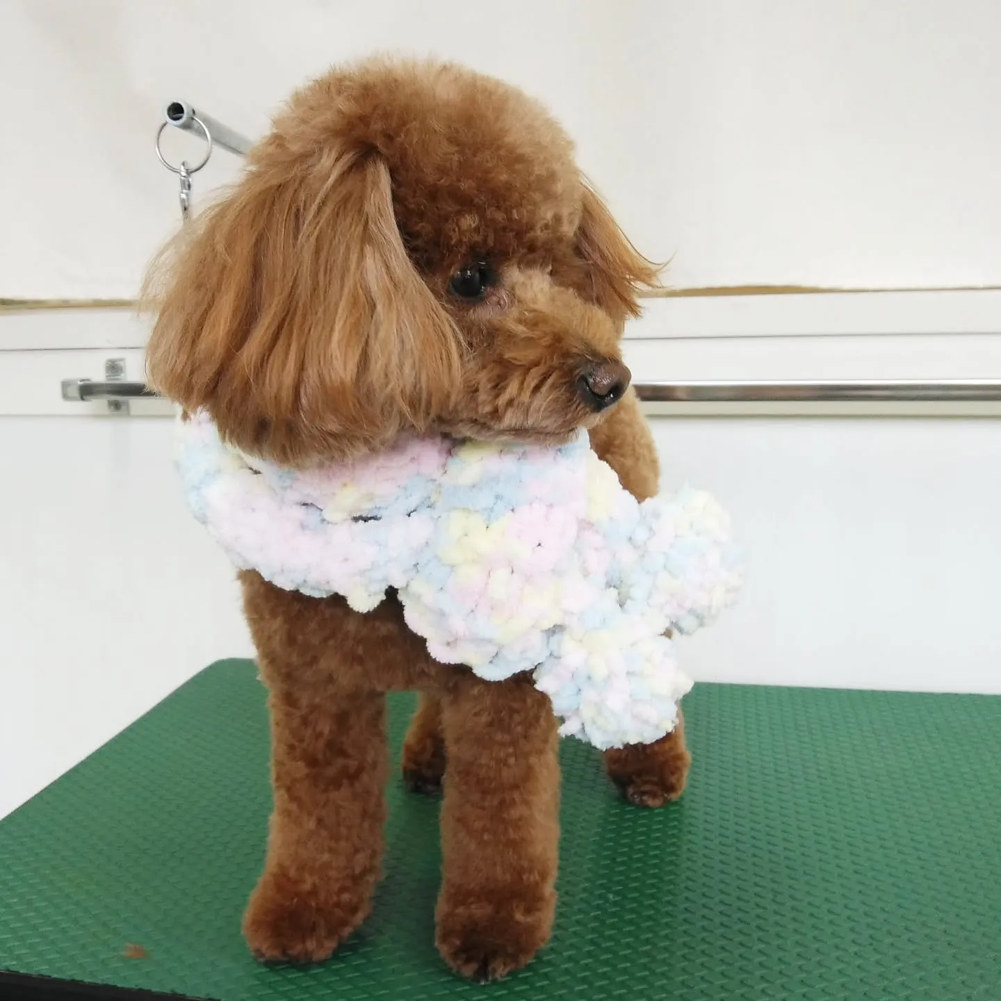【トリミング】トイプードル【テディベアカット】