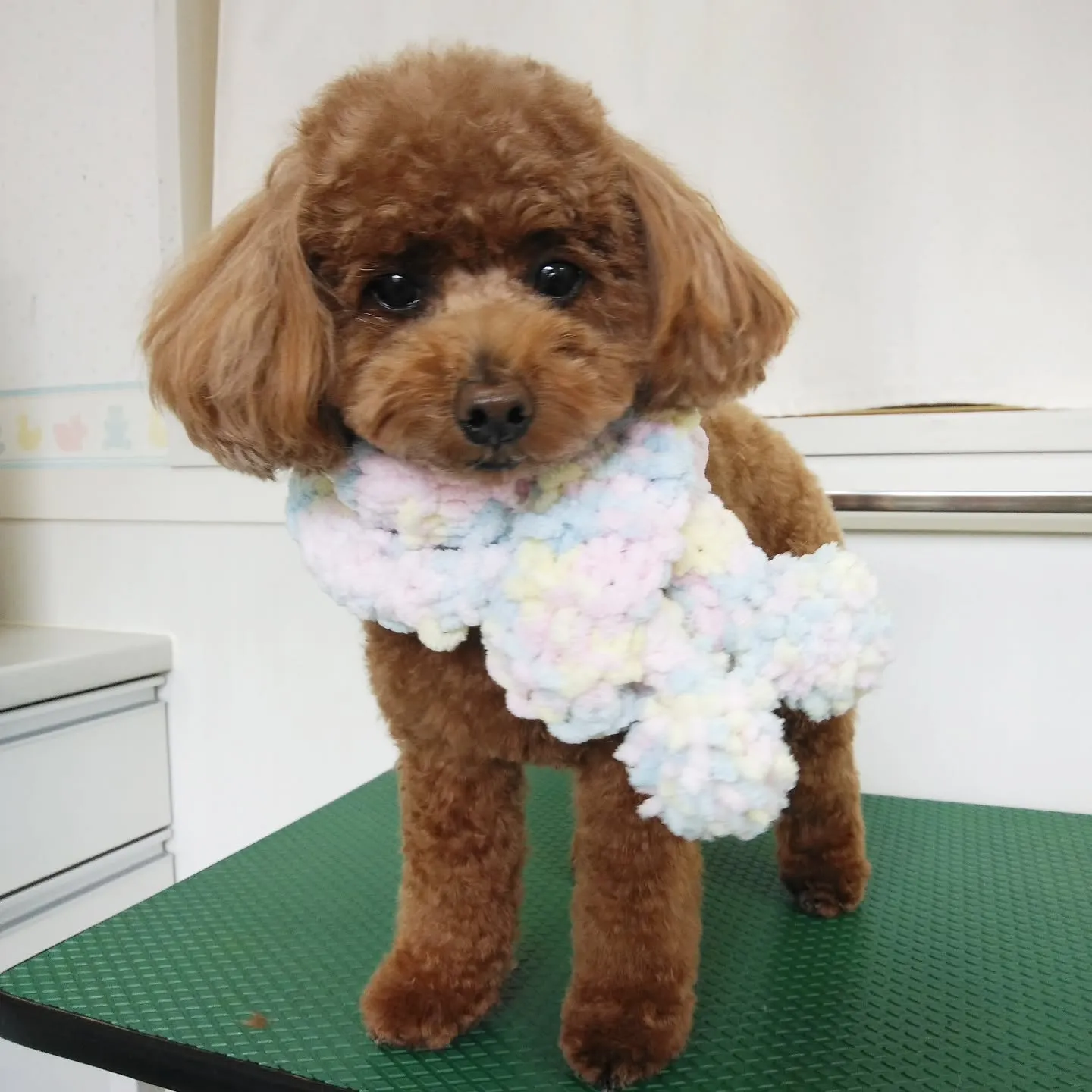 【トリミング】トイプードル【テディベアカット】