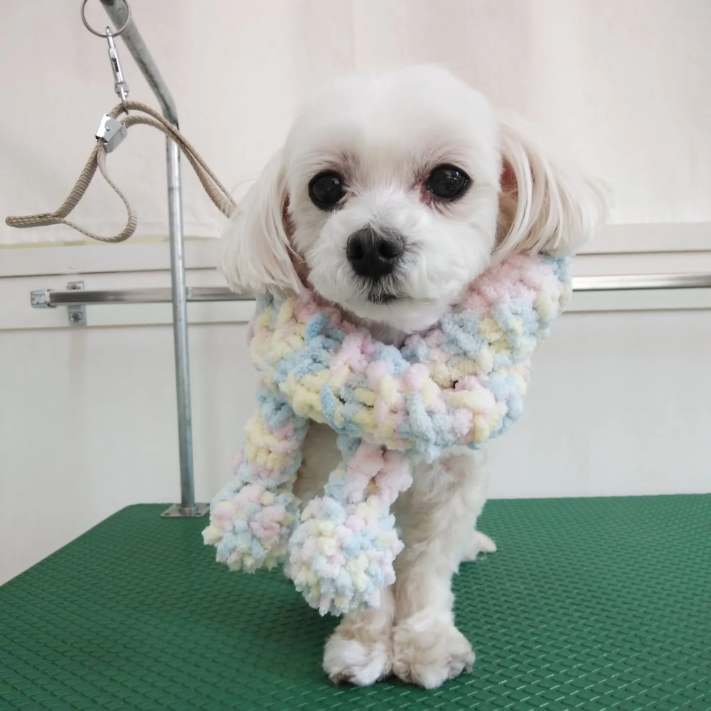 【トリミング】【普段は元気】