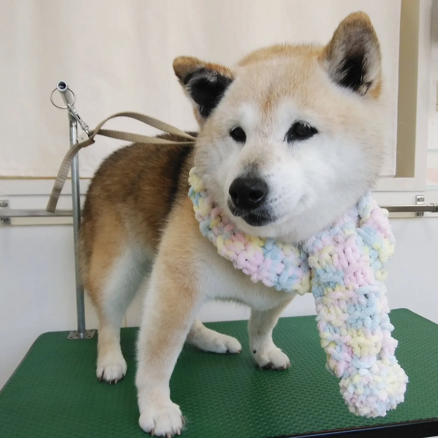 【トリミング】柴犬【薬浴シャンプー】