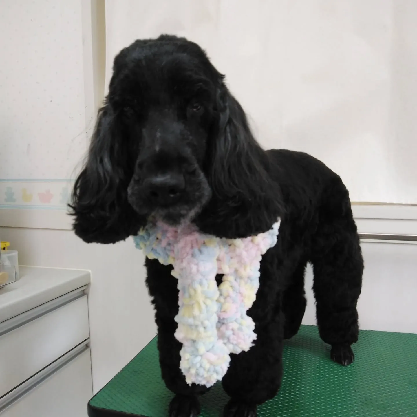 【トリミング】イングリッシュコッカー【足クリップ】