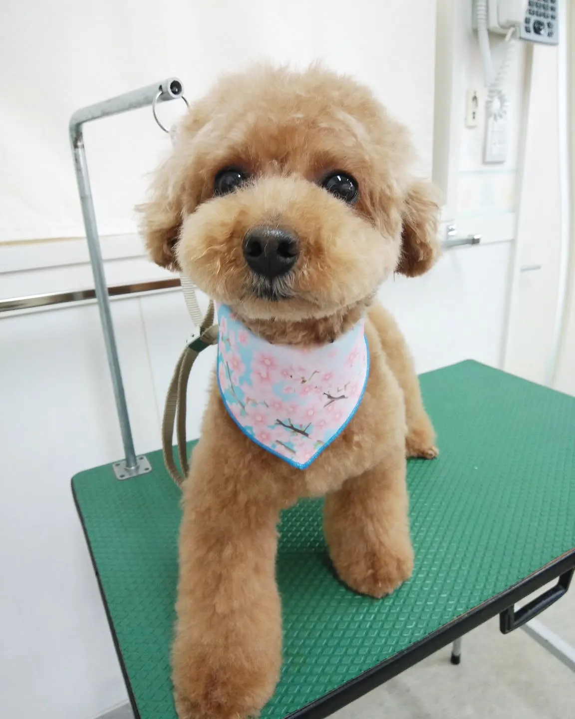 【トリミング】トイプードル【お耳短め】