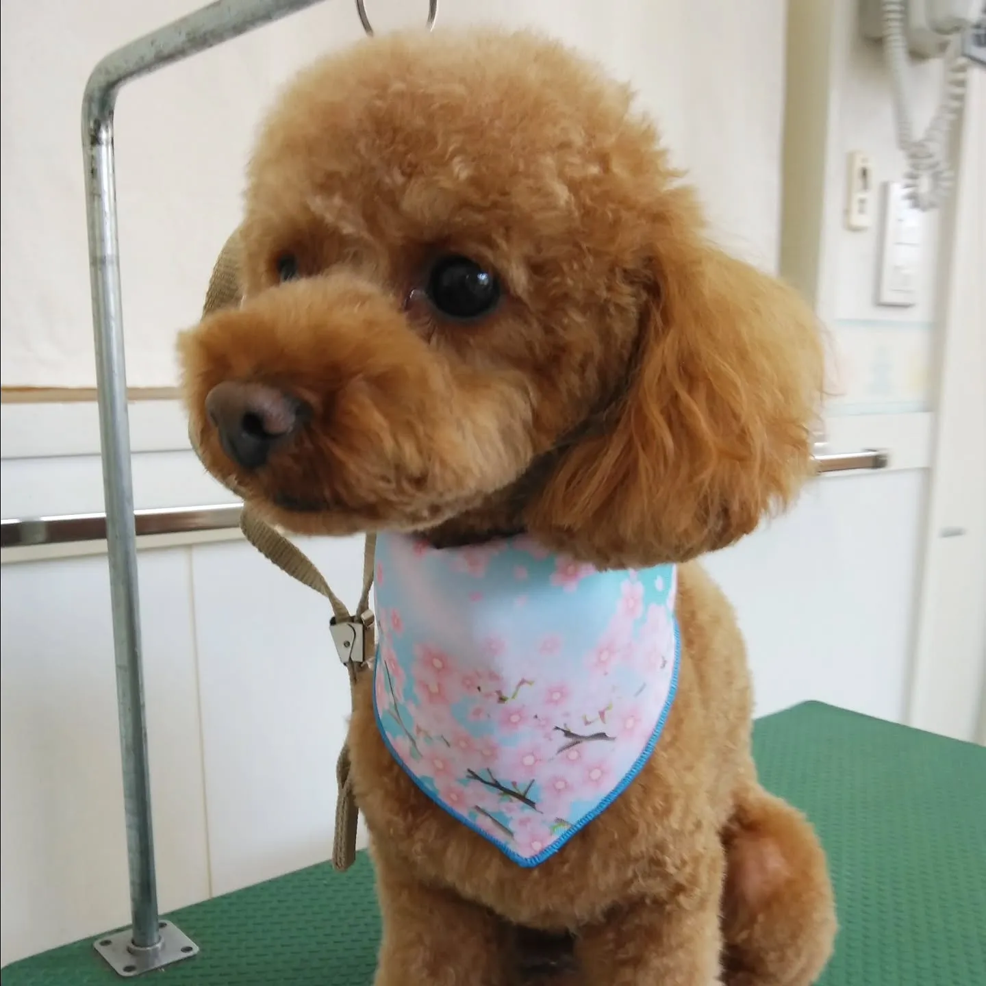 【トリミング】トイプードル【ハサミ仕上げ】