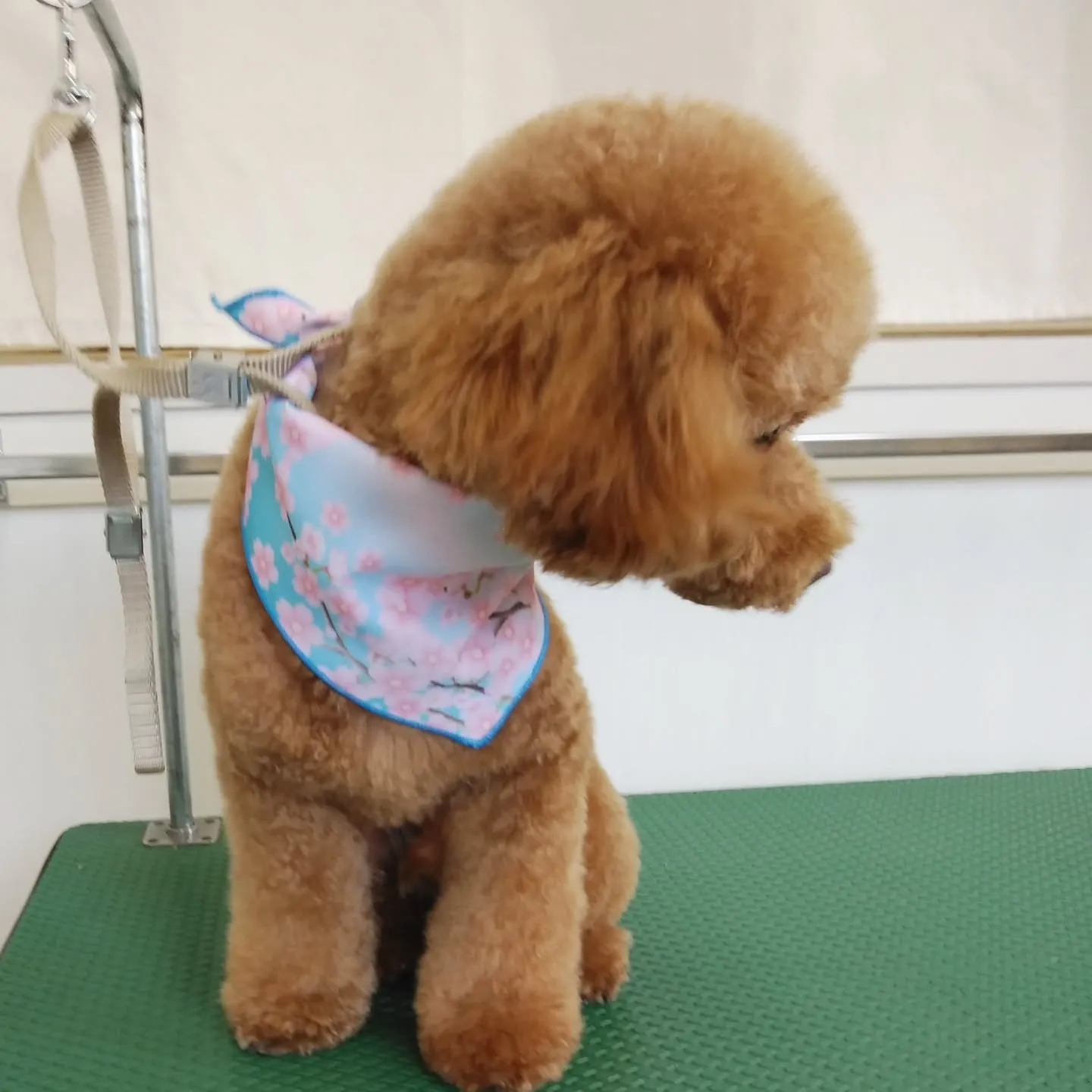 【トリミング】トイプードル【ハサミ仕上げ】