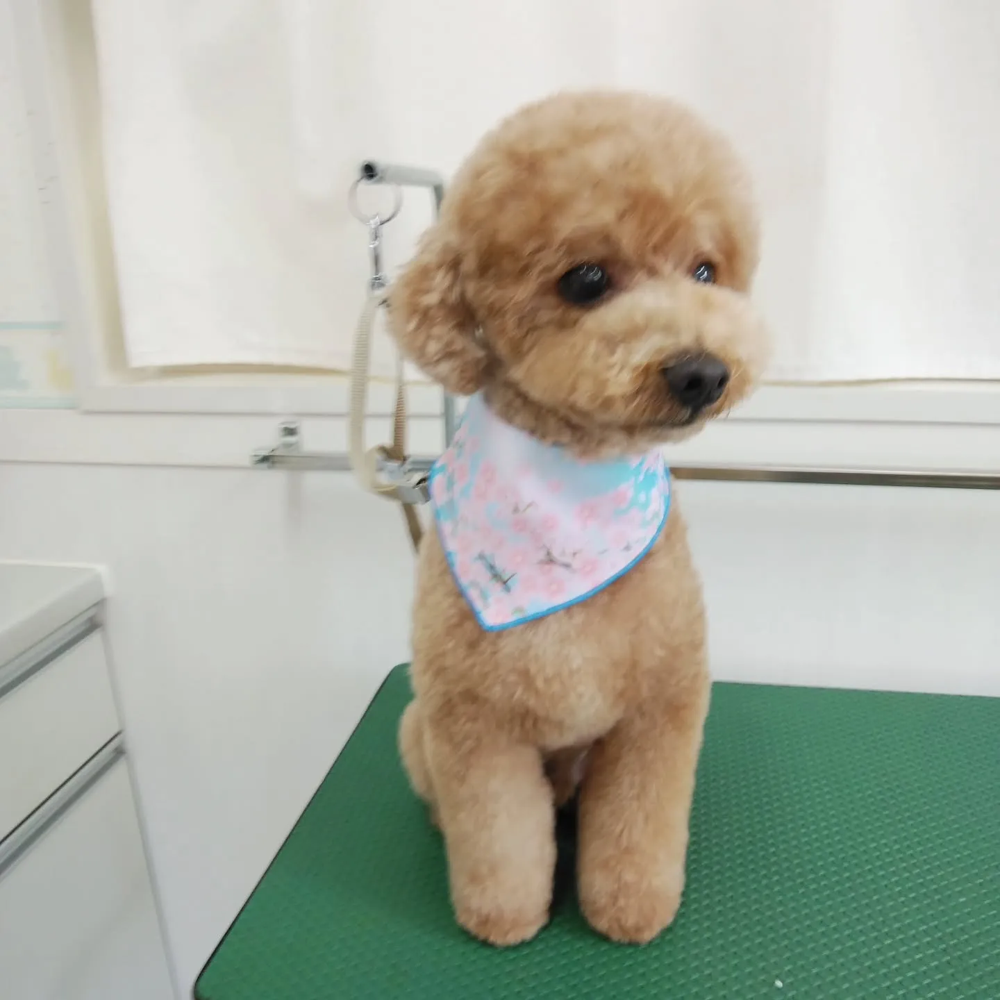 【トリミング】トイプードル【ハサミ仕上げ】