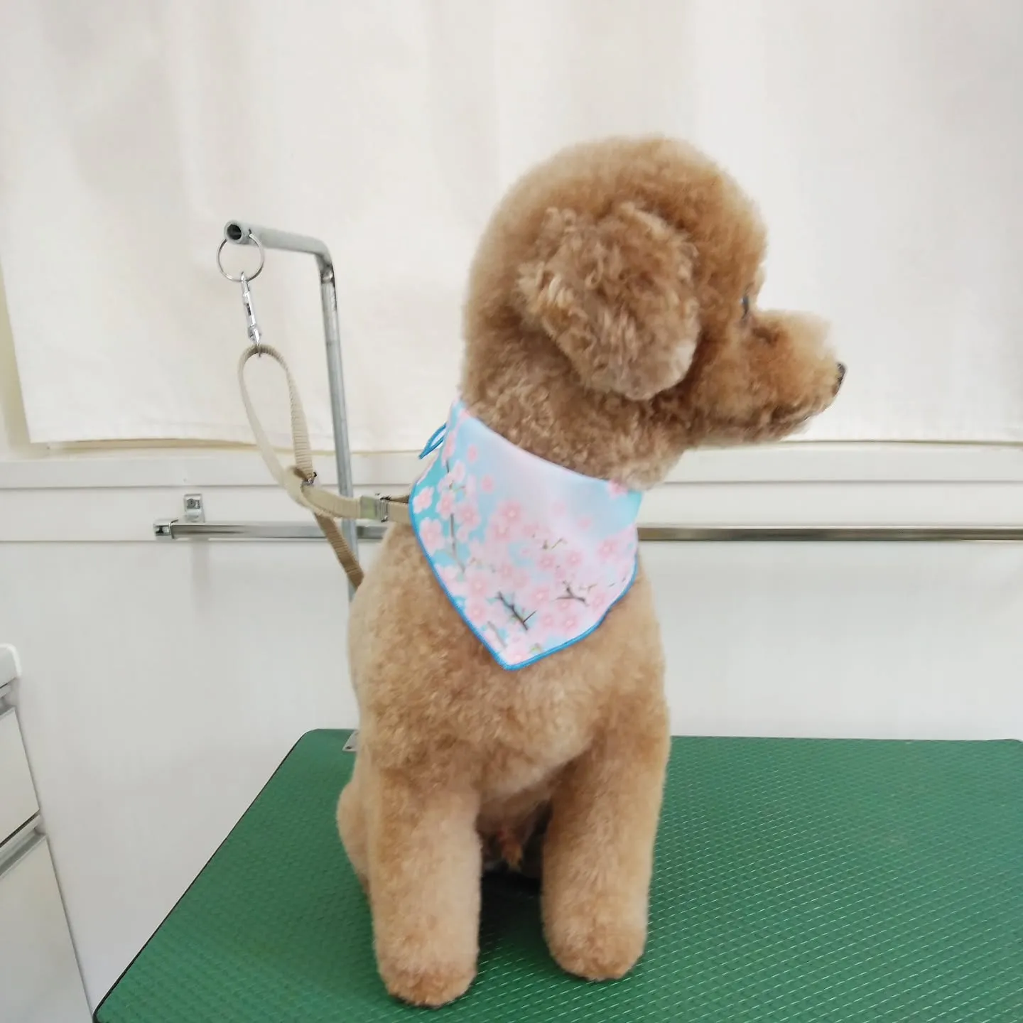 【トリミング】トイプードル【ハサミ仕上げ】