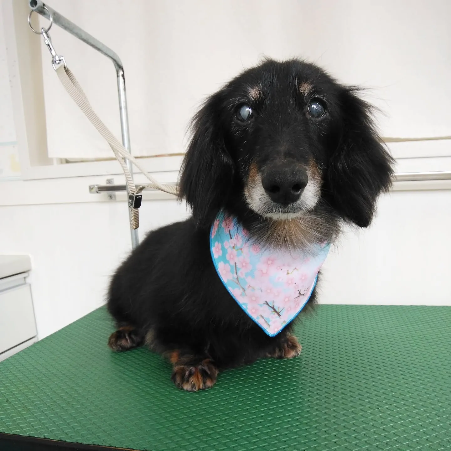 【トリミング】ミニチュアダックスフンド【薬浴シャンプーコース...