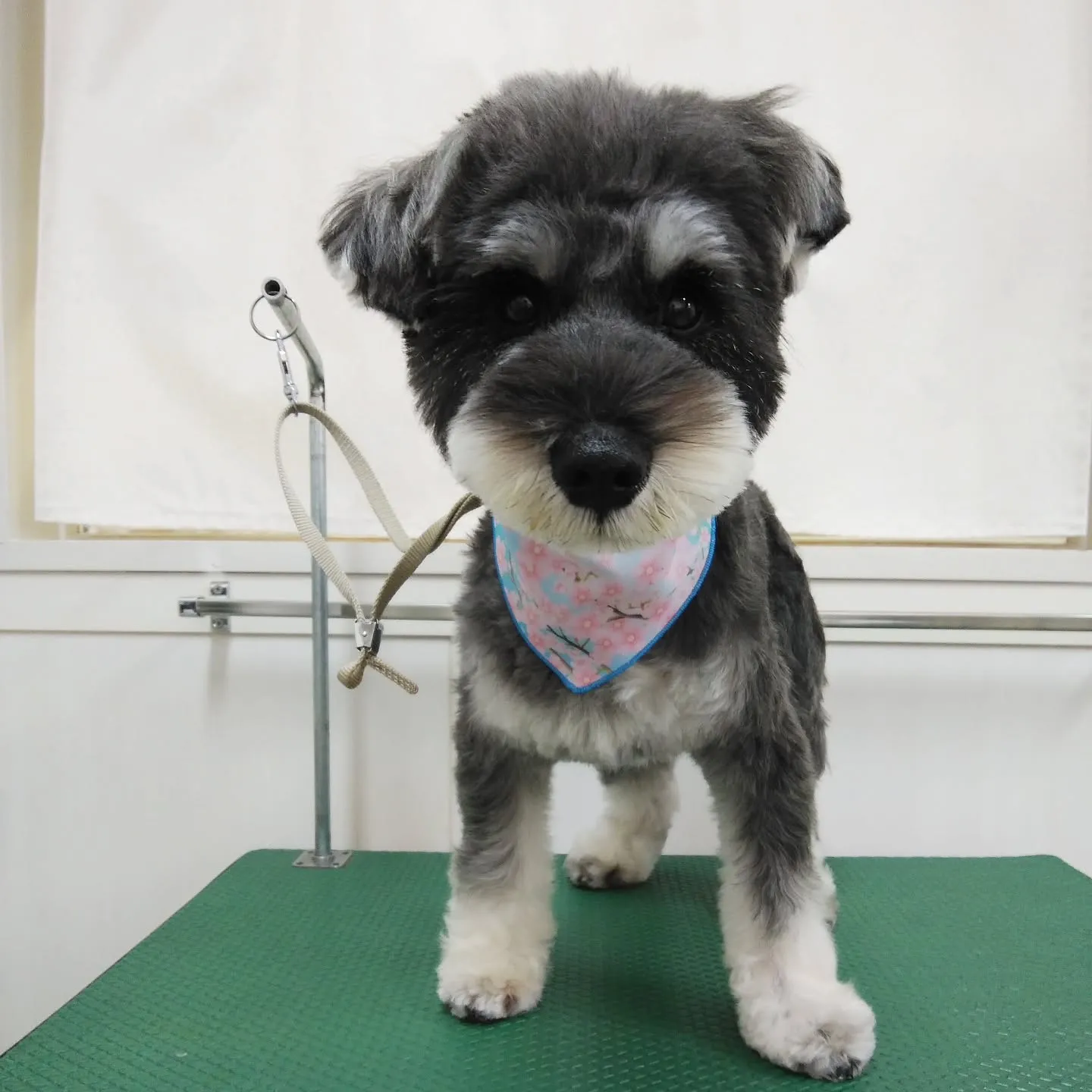 【トリミング】シュナウザー【ハサミ仕上げ】