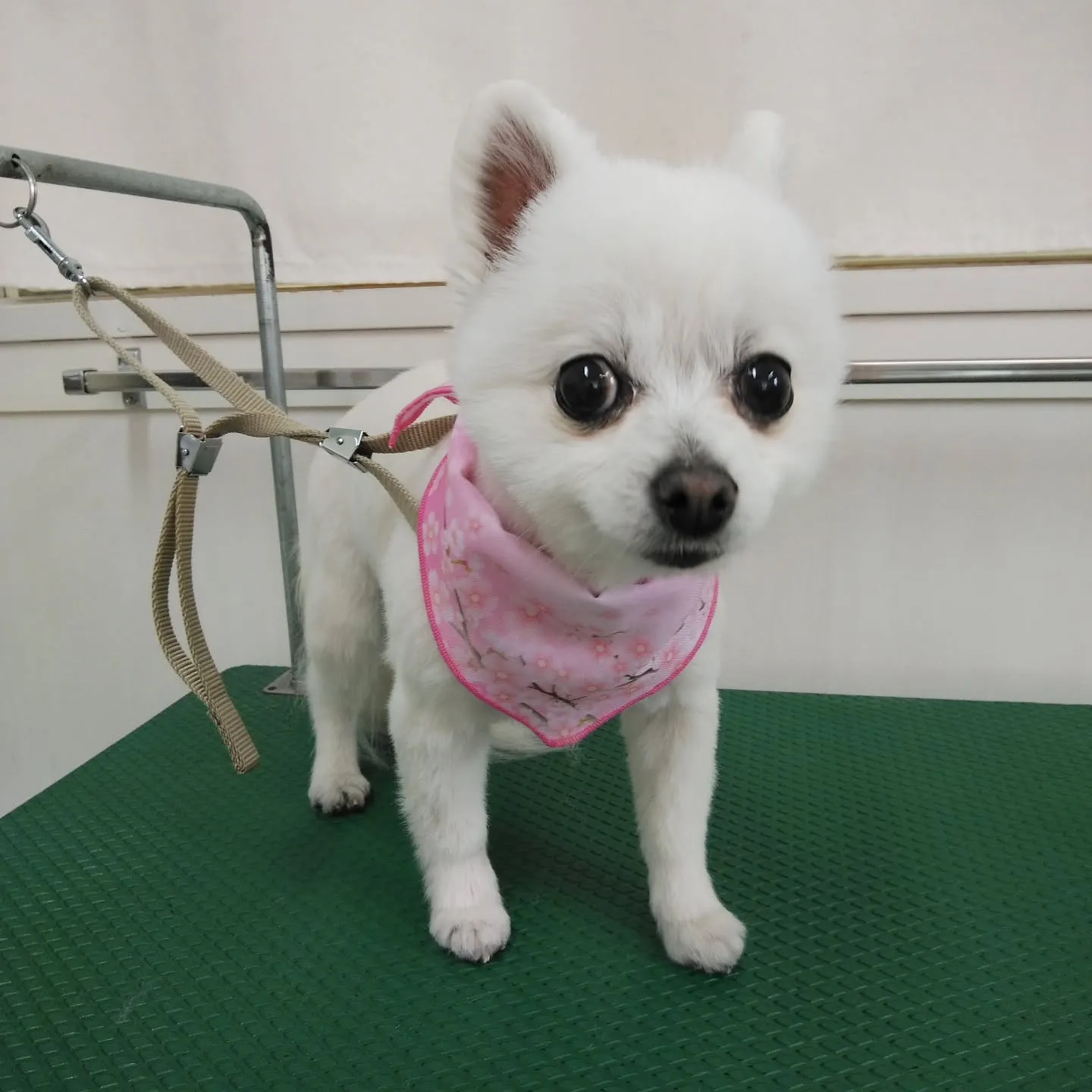 【トリミング】【バリカン仕上げ】