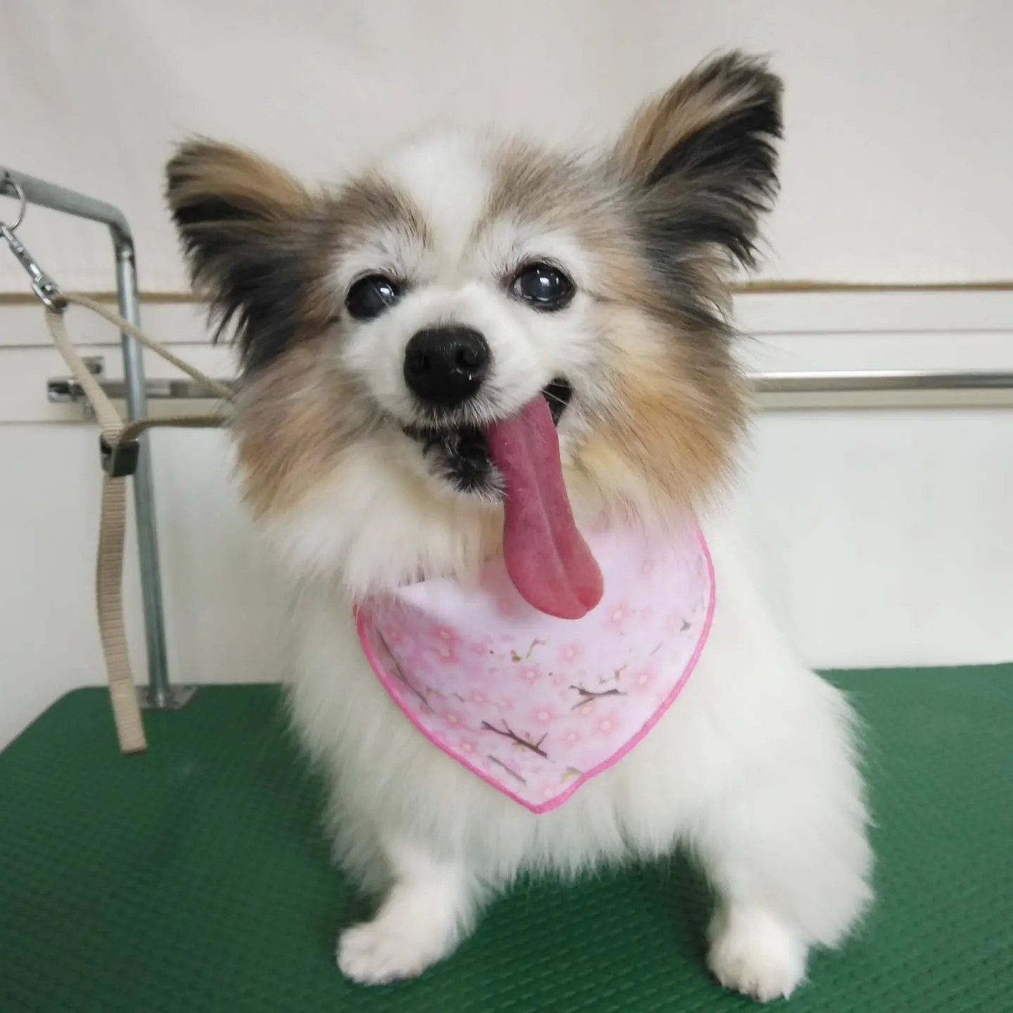 【トリミング】パピヨン【シャンプーコース】