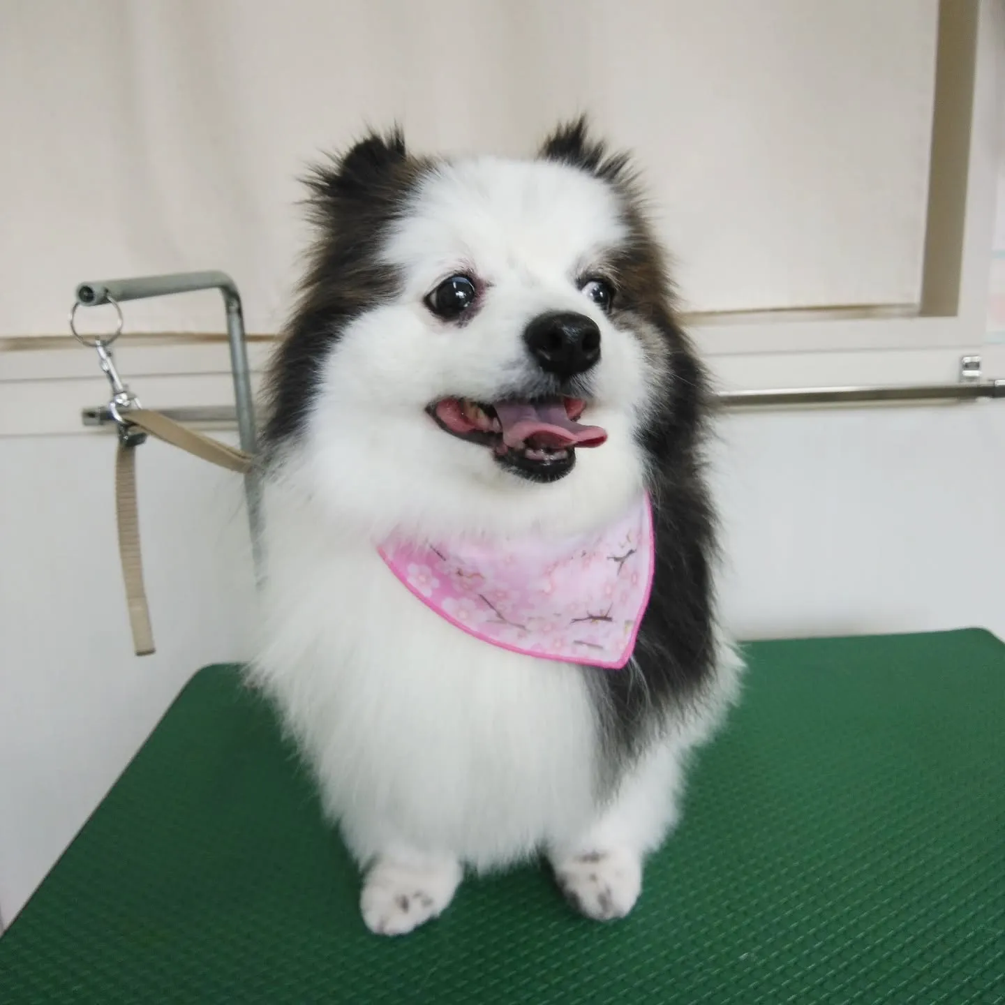 【トリミング】ポメラニアン【ハサミ仕上げ】