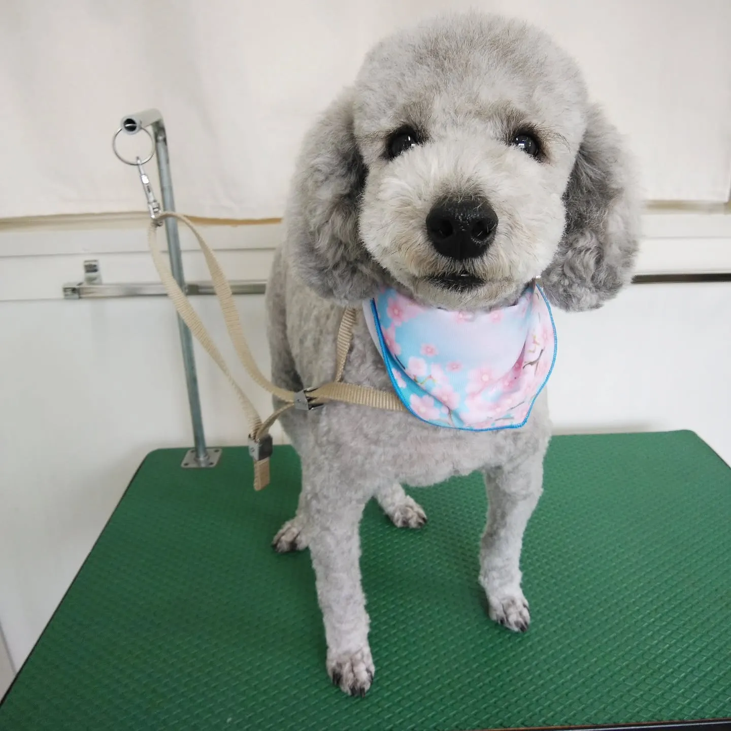 【トリミング】トイプードル【バリカン仕上げ】