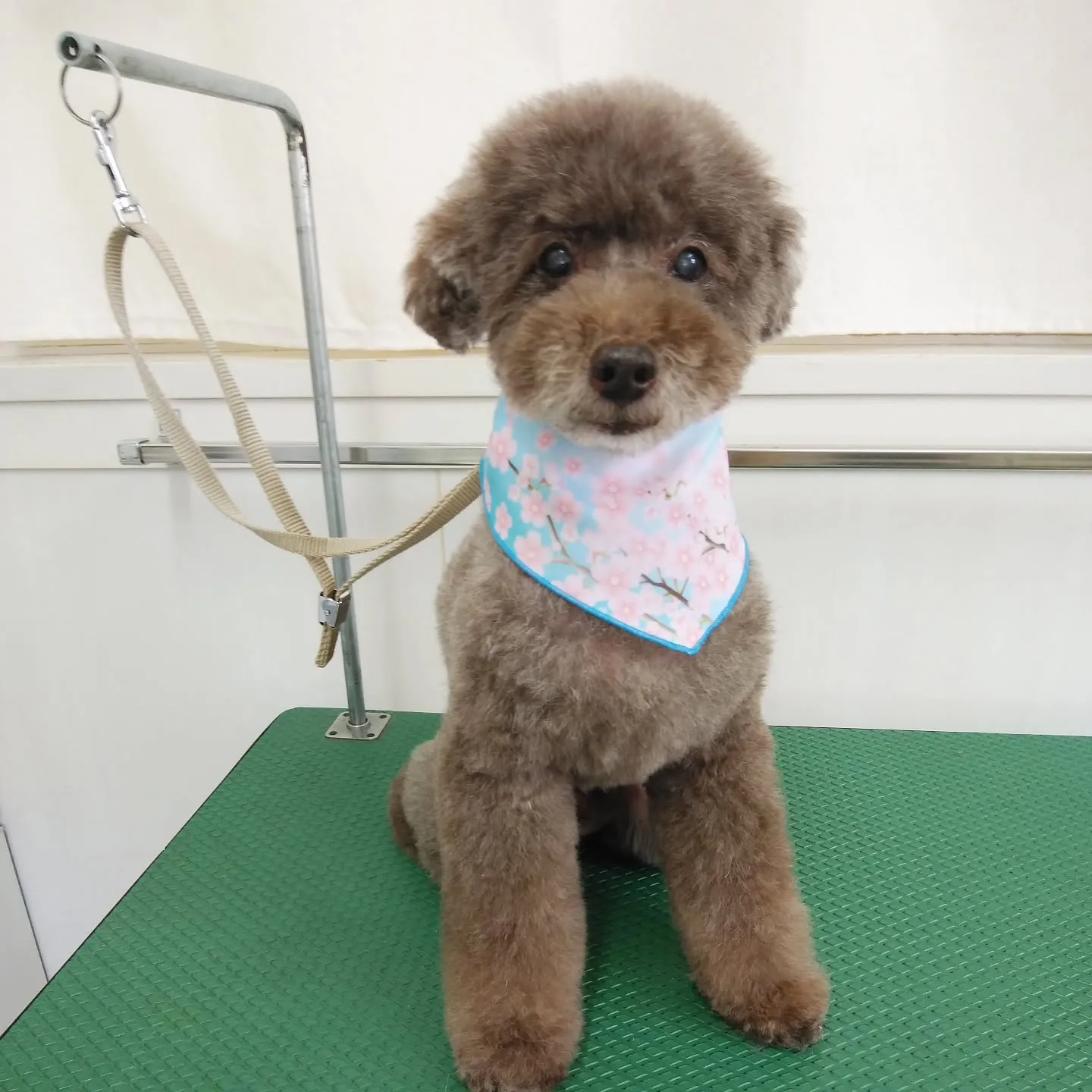 【トリミング】トイプードル【ふんわり】