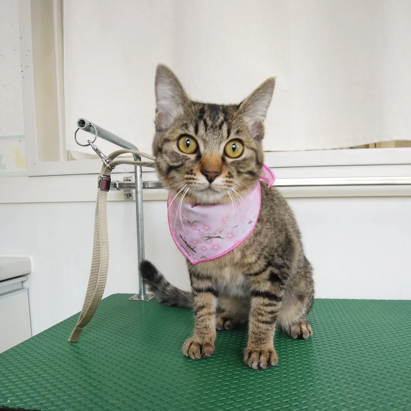 【トリミング】猫ちゃん【シャンプーコース】