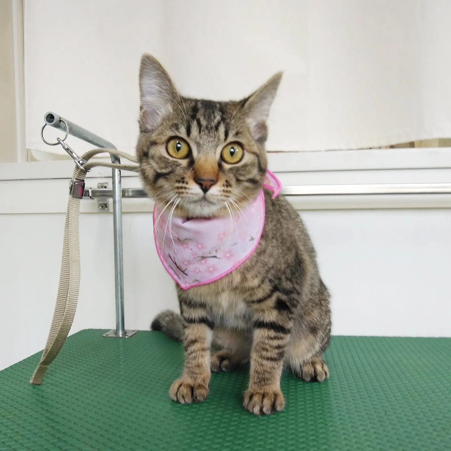 【トリミング】猫ちゃん【シャンプーコース】