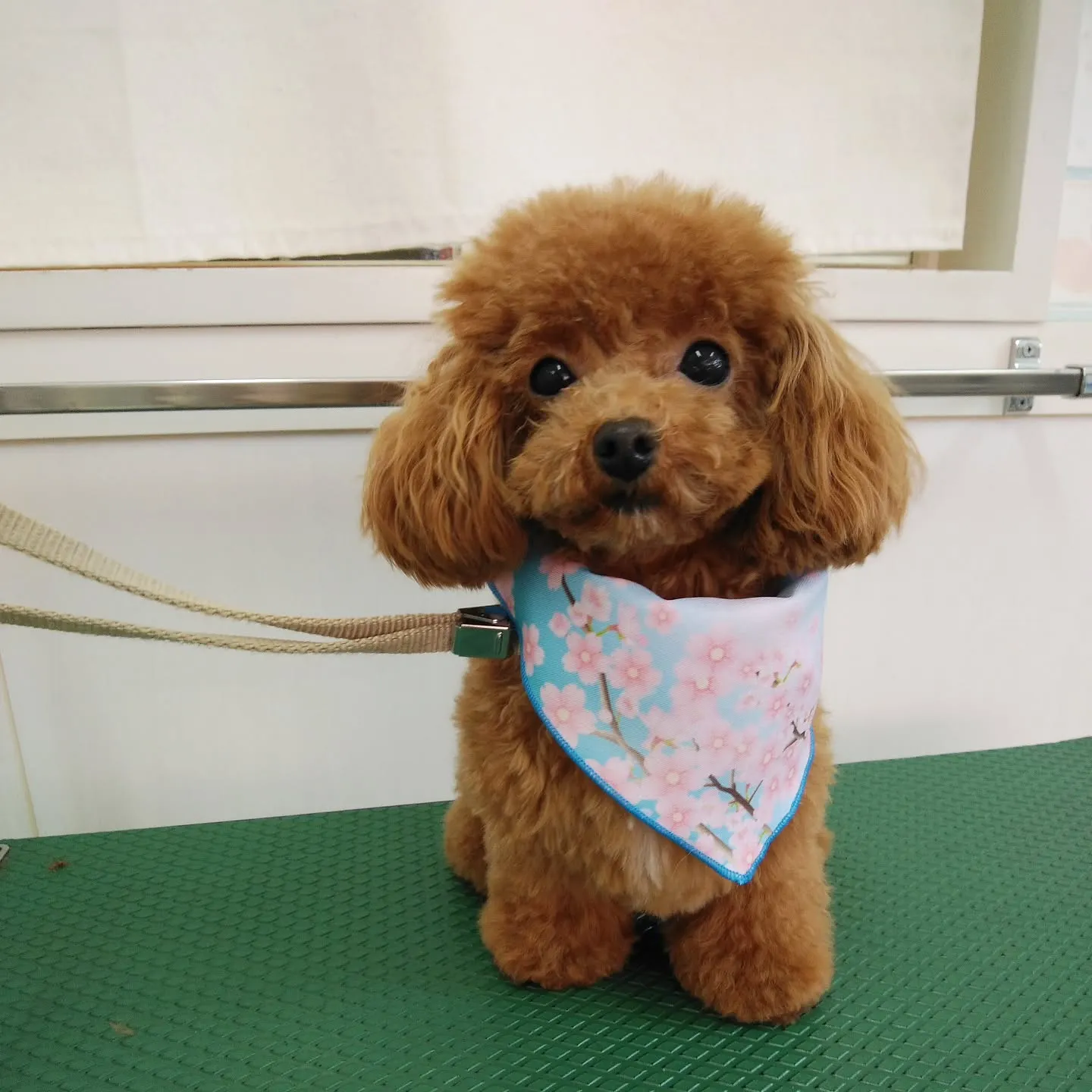 【トリミング】トイプードル【ハサミ仕上げ】