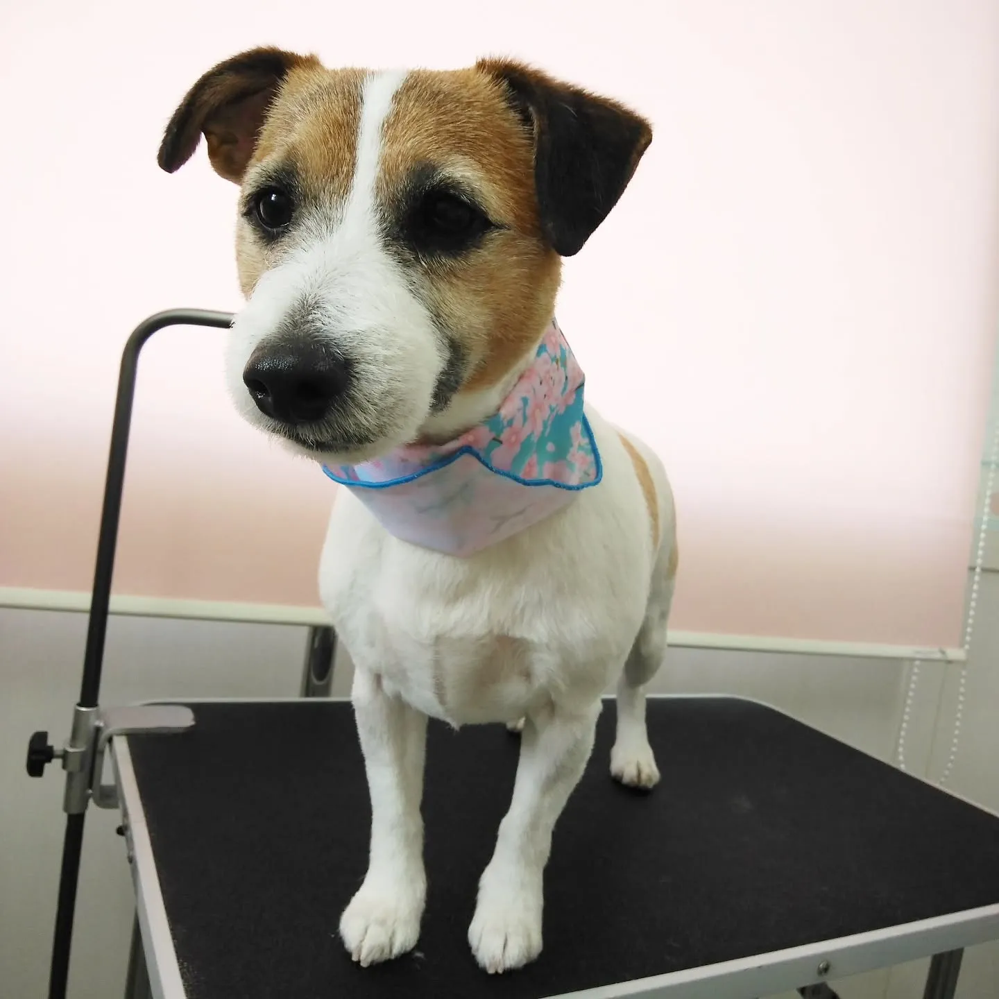 【トリミング】ジャックラッセルテリア【バリカン仕上げ】