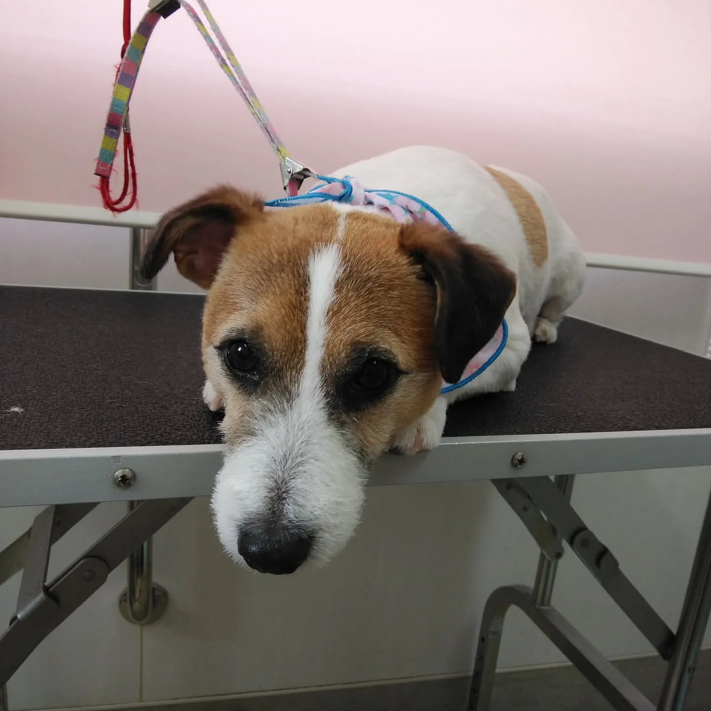 【トリミング】ジャックラッセルテリア【バリカン仕上げ】