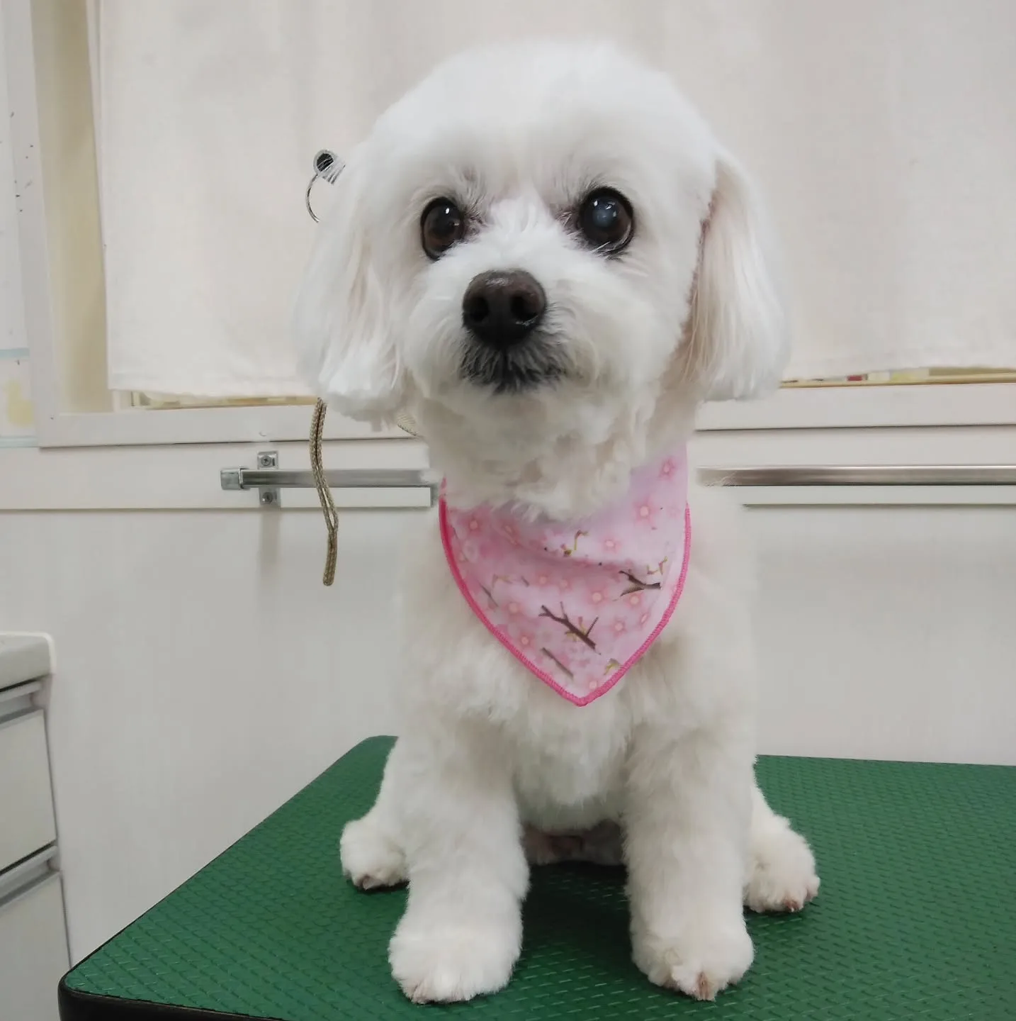 【トリミング】【お気にいりカット】