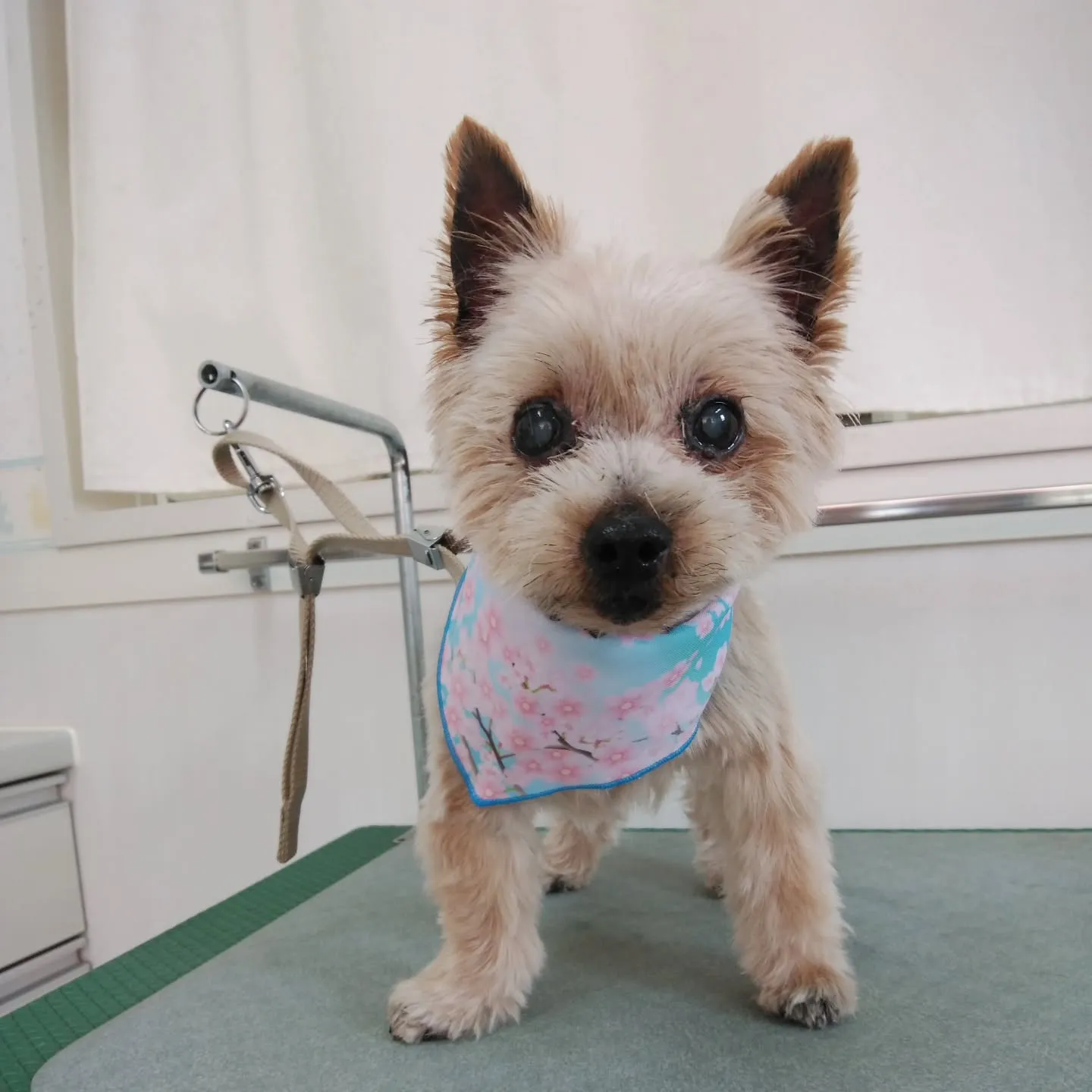 【トリミング】ヨークシャテリア【バリカン仕上げ】