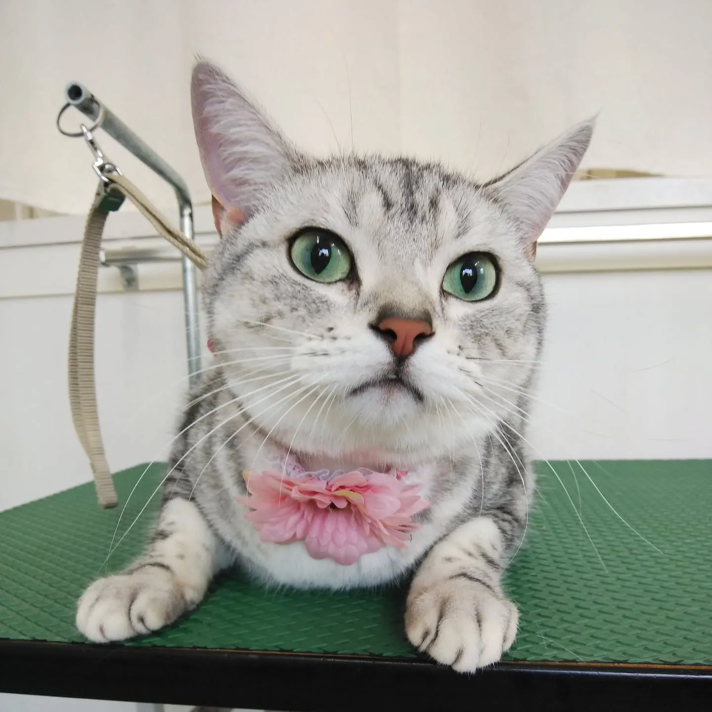 【トリミング】猫ちゃん【シャンプーコース】