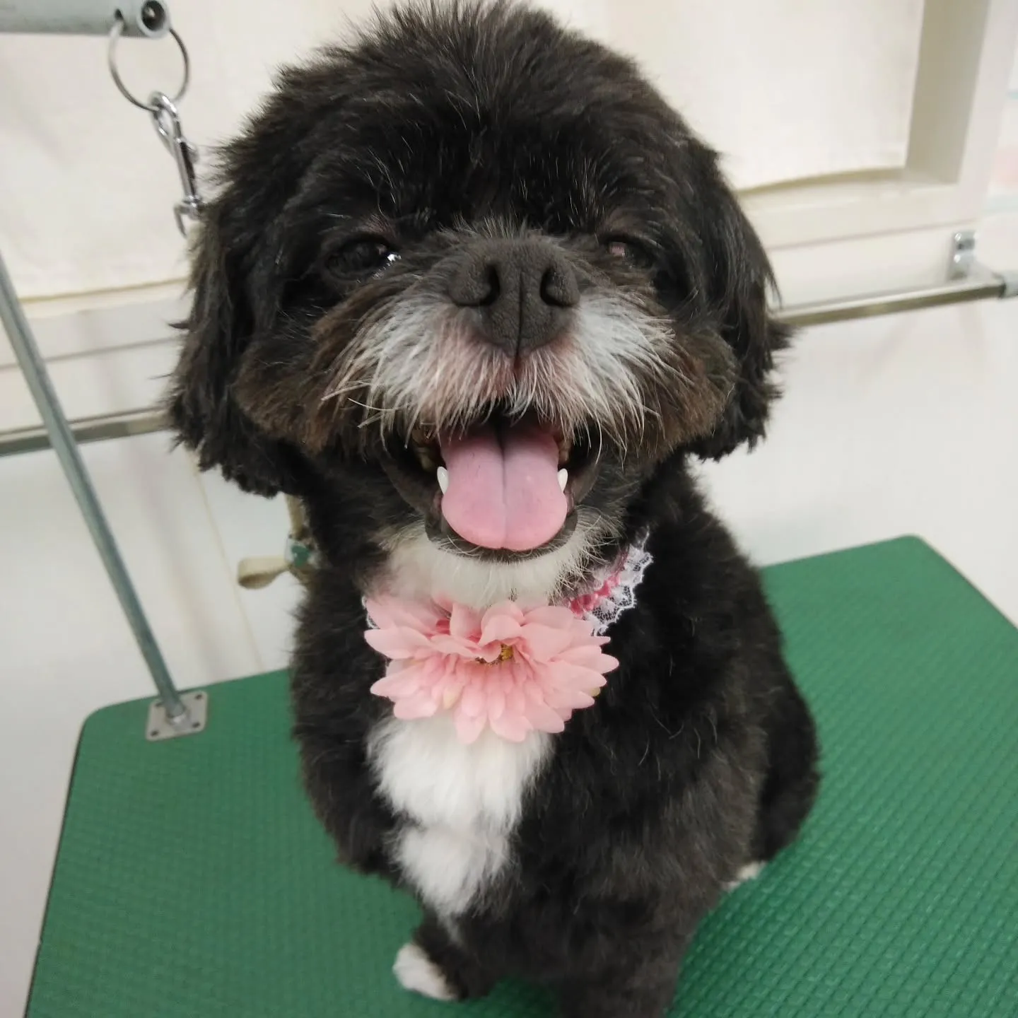 【トリミング】【シャンプーコース】