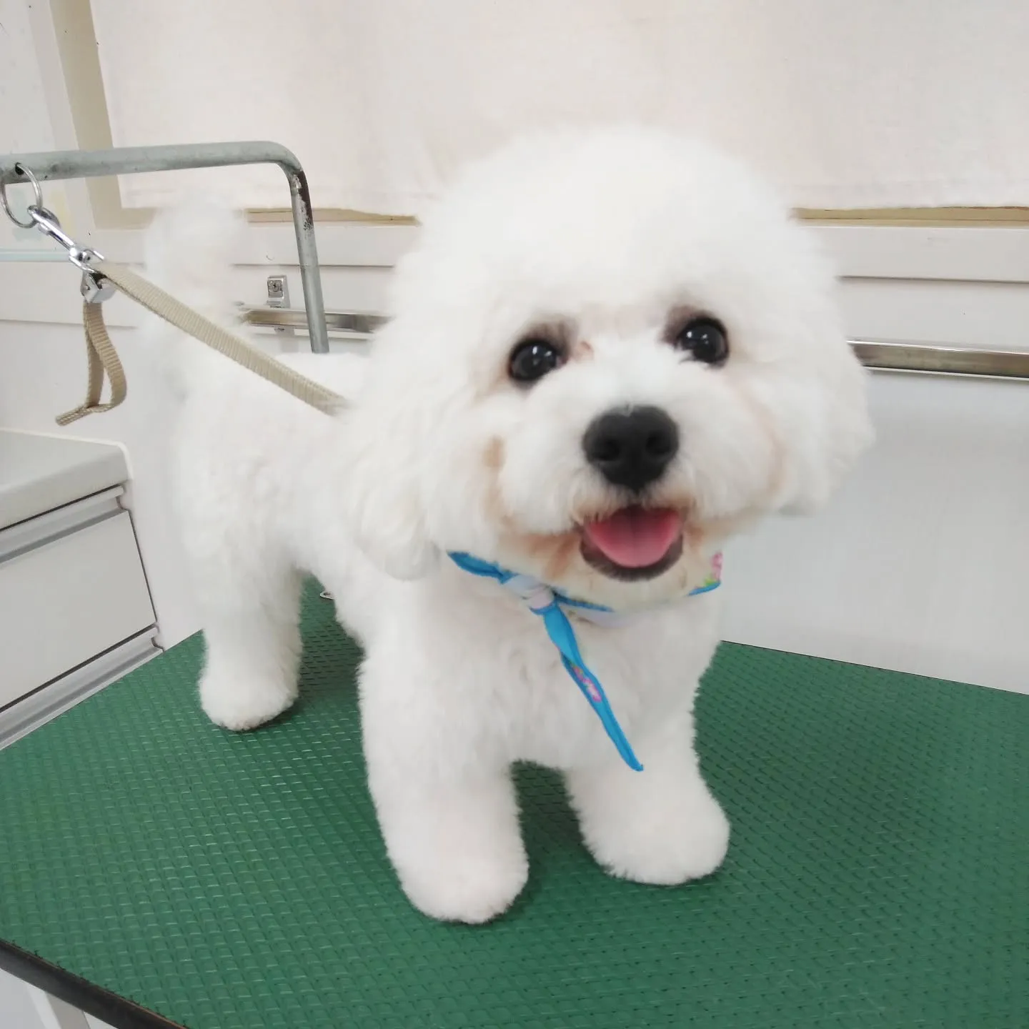 【トリミング】ビションフリーゼ【初めて】