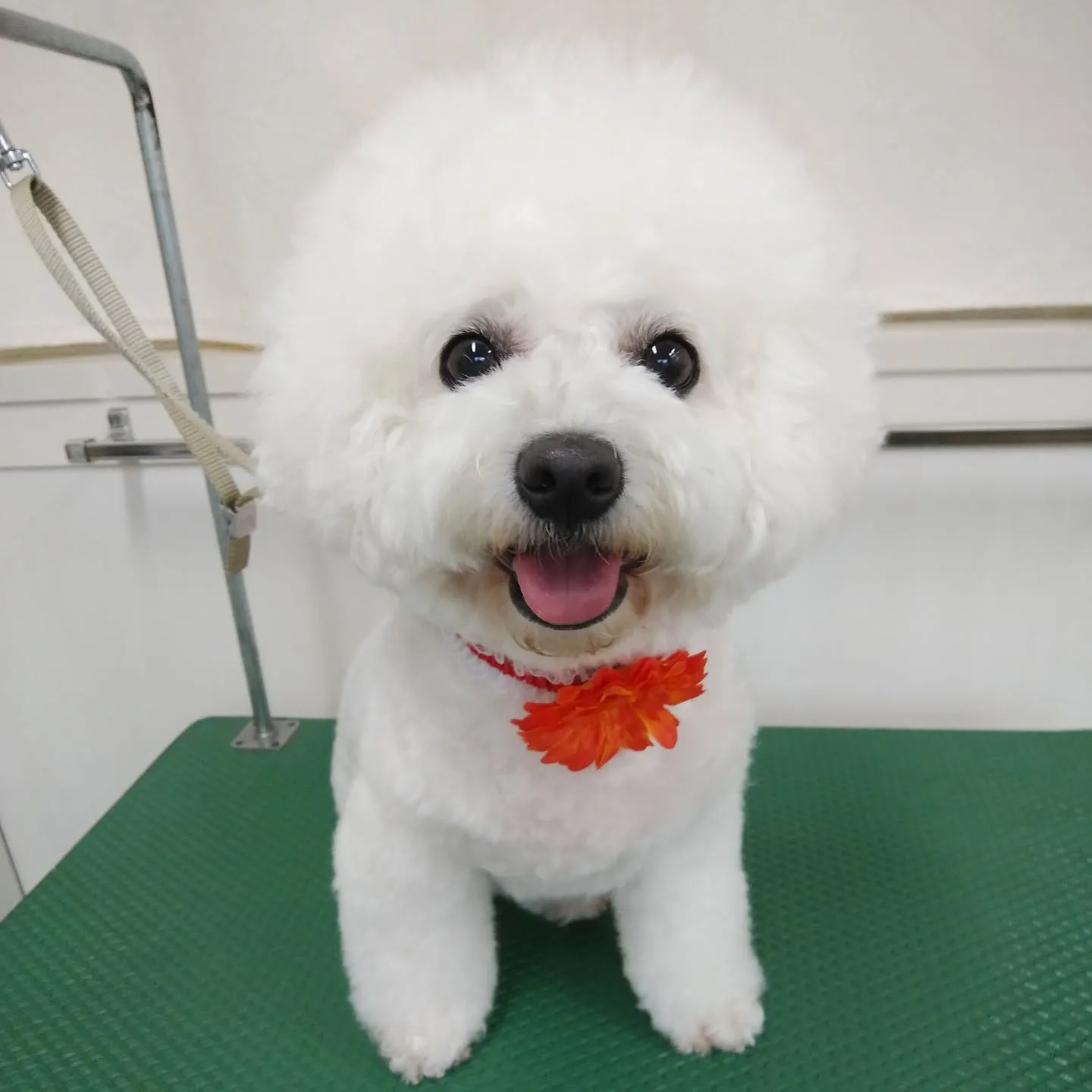 【トリミング】ビションフリーゼ【ハサミ仕上げ】