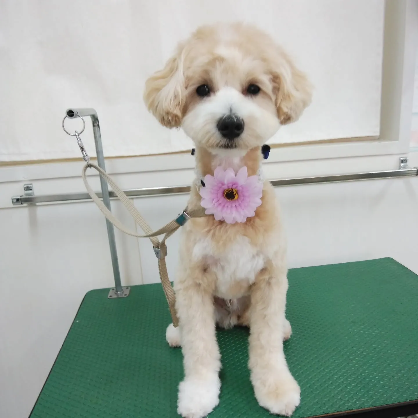 【トリミング】【バリカン仕上げ】