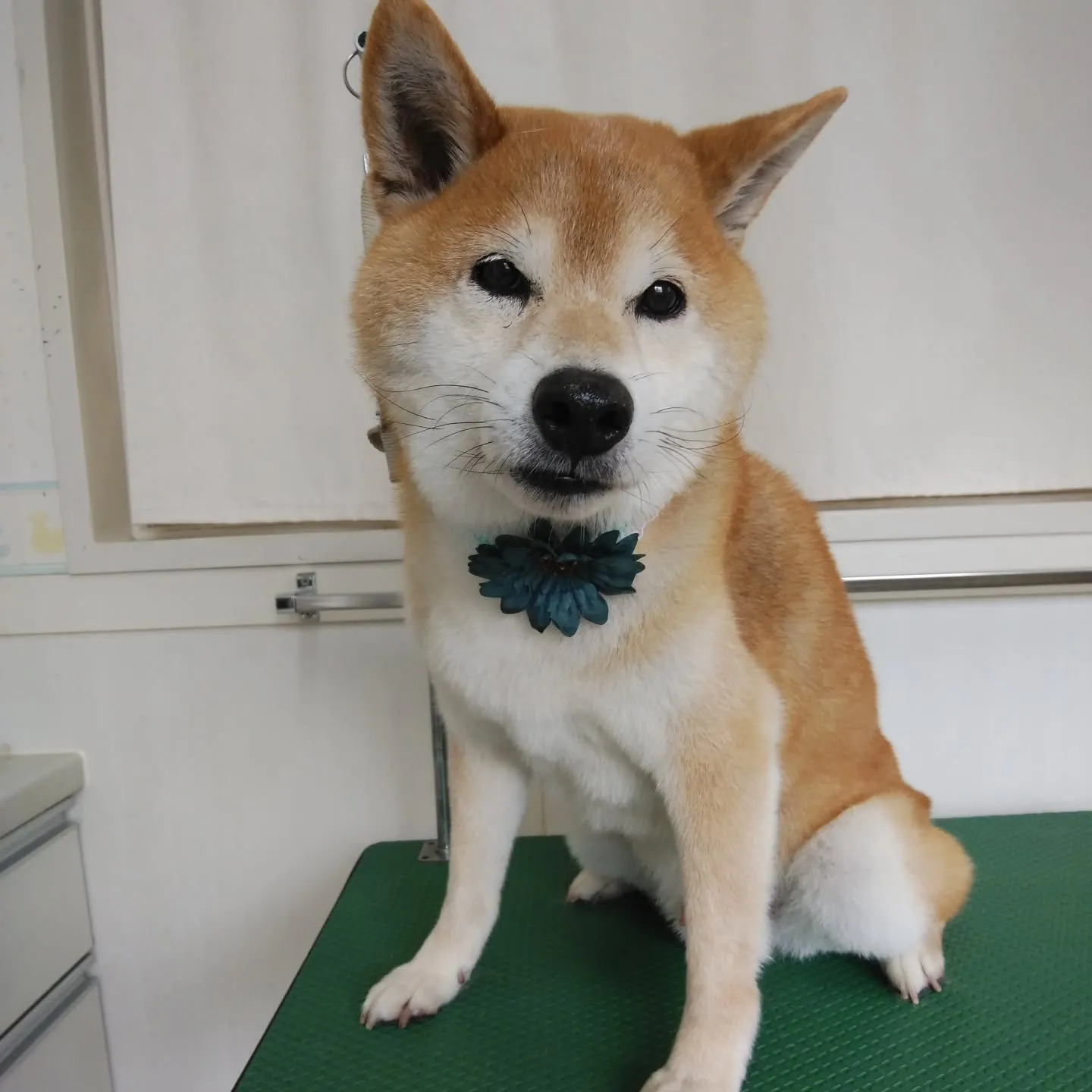 【トリミング】柴犬【シャンプーコース】