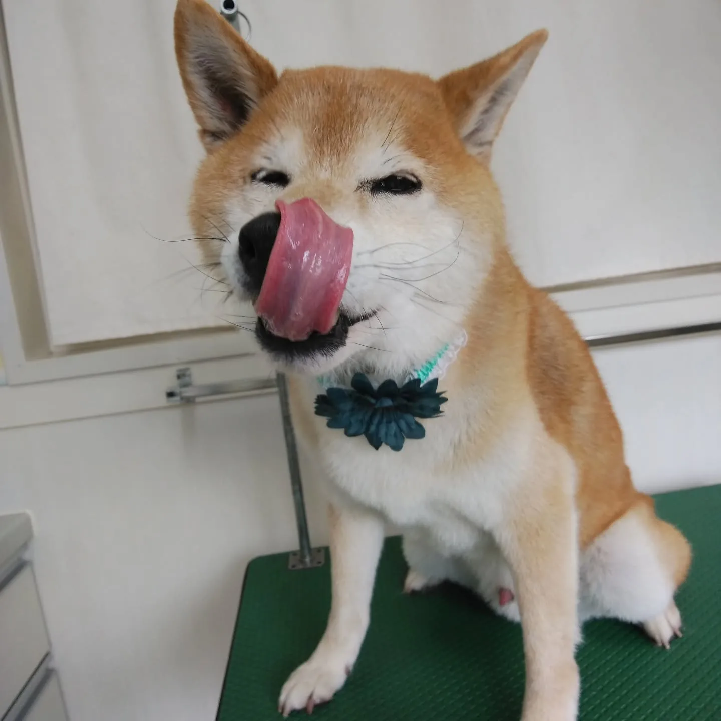 【トリミング】柴犬【シャンプーコース】