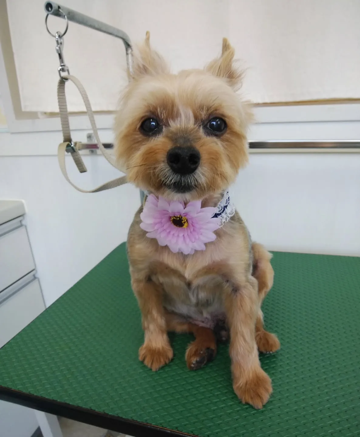 【トリミング】ヨークシャテリア【お顔はハサミ】