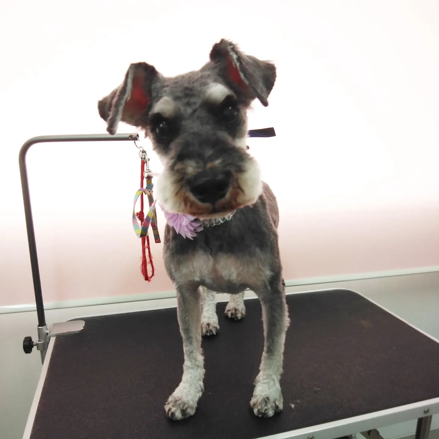 【トリミング】シュナウザー【同居の子達】