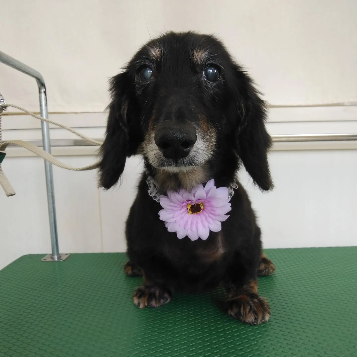 【トリミング】ミニチュアダックスフンド【薬浴シャンプー】