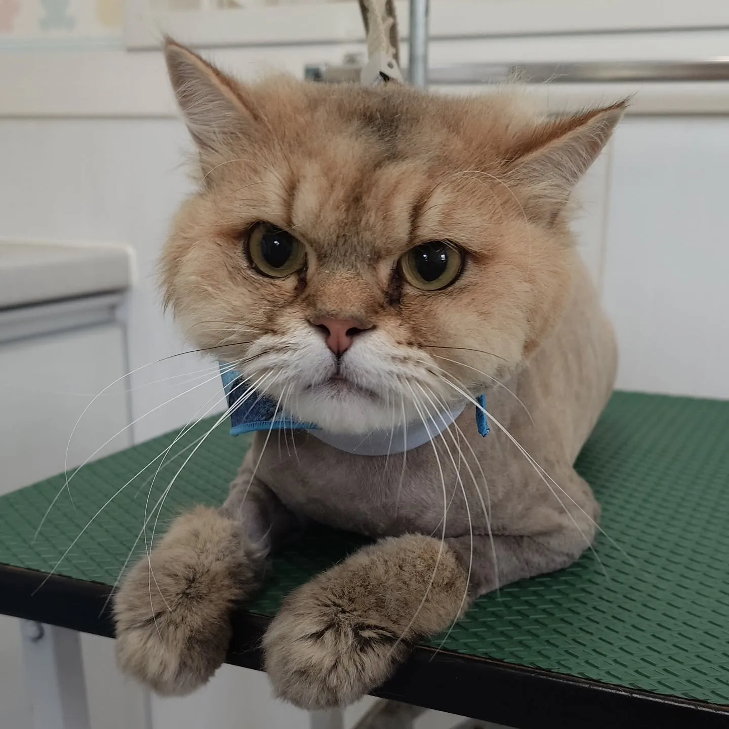 【トリミング】猫ちゃん【バリカン仕上げ】