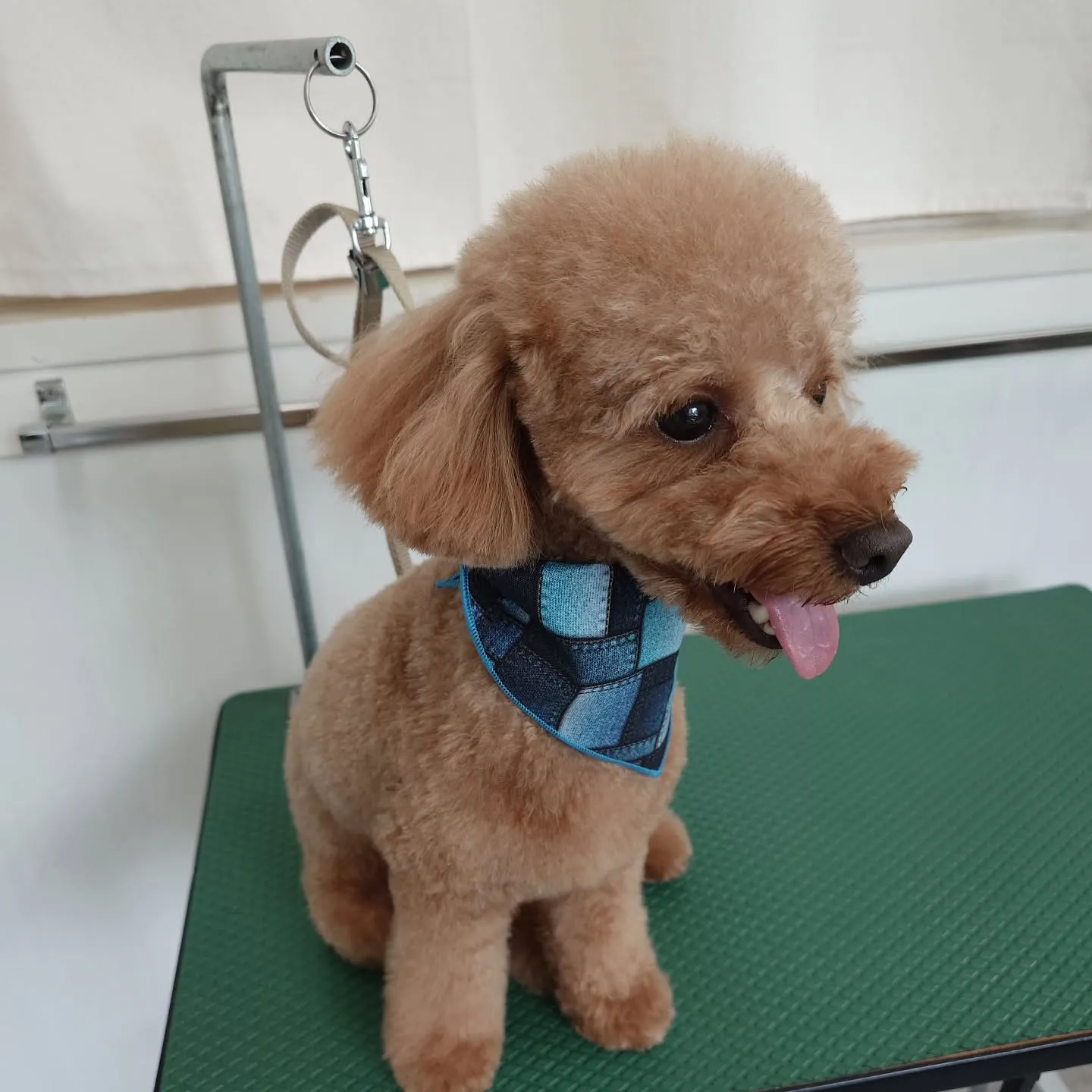 【トリミング】トイプードル【ご希望カット】