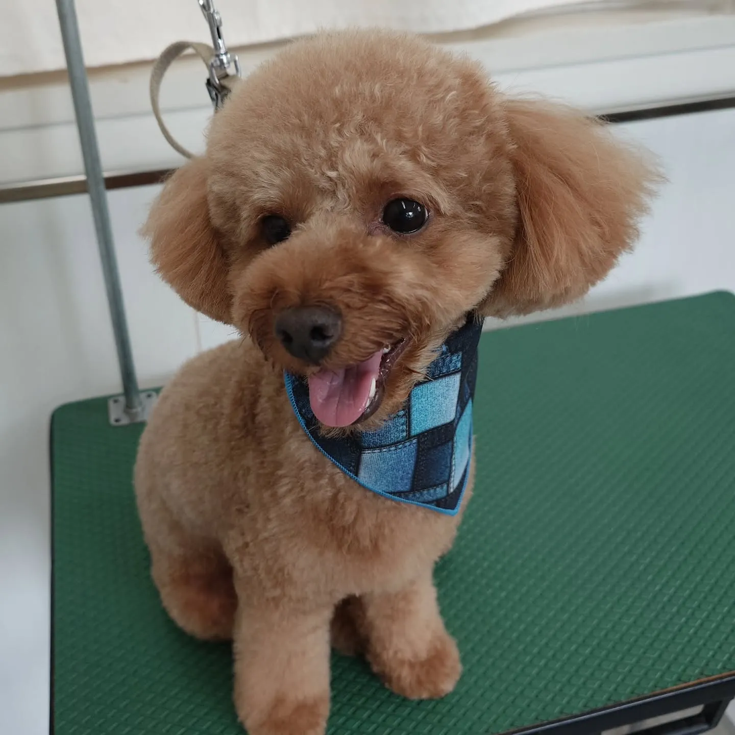 【トリミング】トイプードル【ご希望カット】