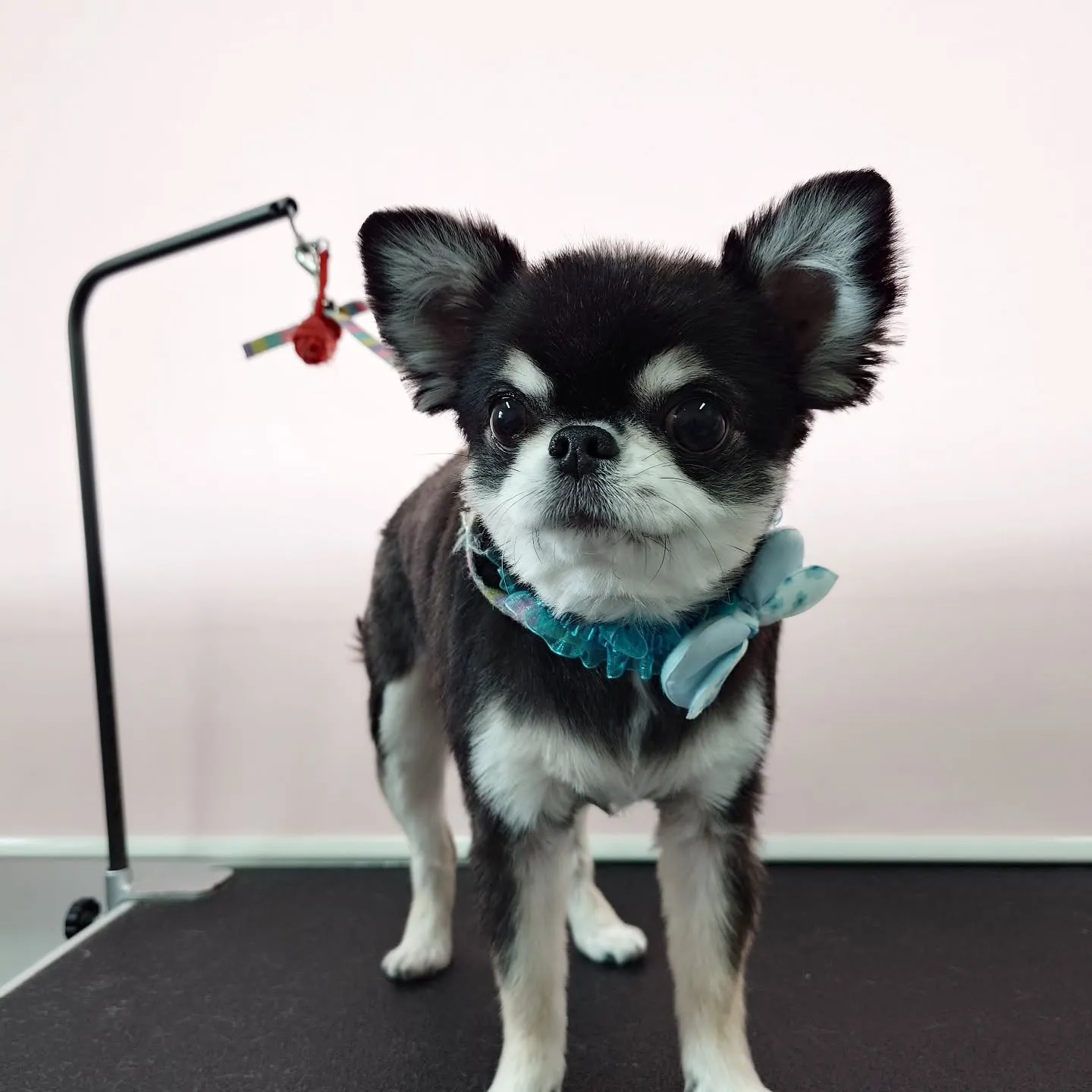 【トリミング】チワワ【バリカン仕上げ】