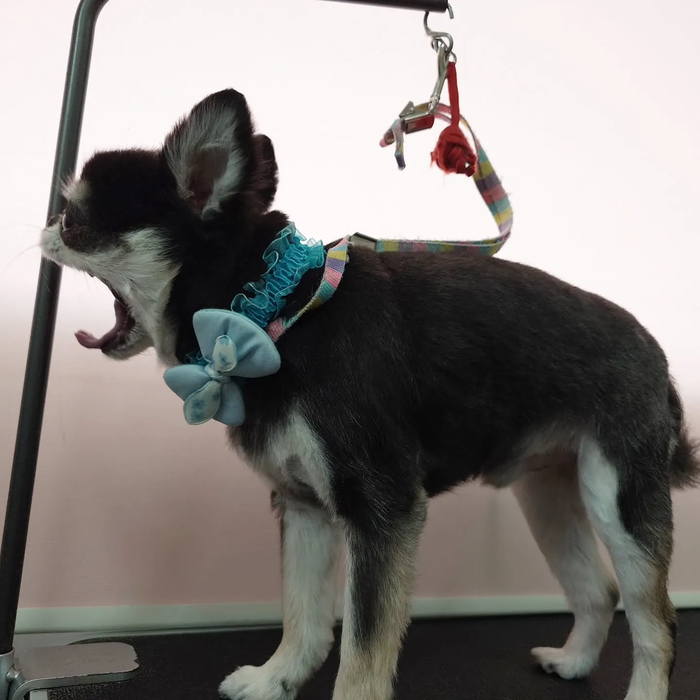 【トリミング】チワワ【バリカン仕上げ】