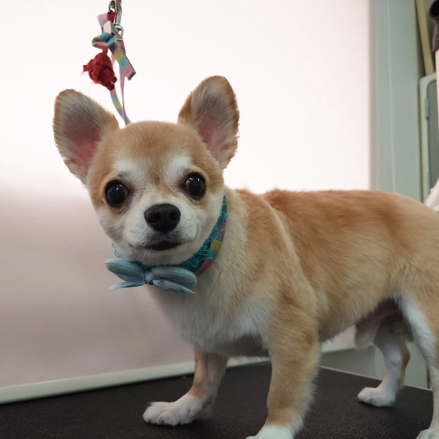 【トリミング】チワワ【バリカン仕上げ】