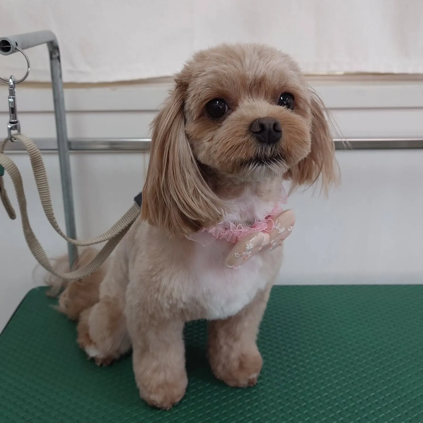 【トリミング】【ハサミ仕上げ】