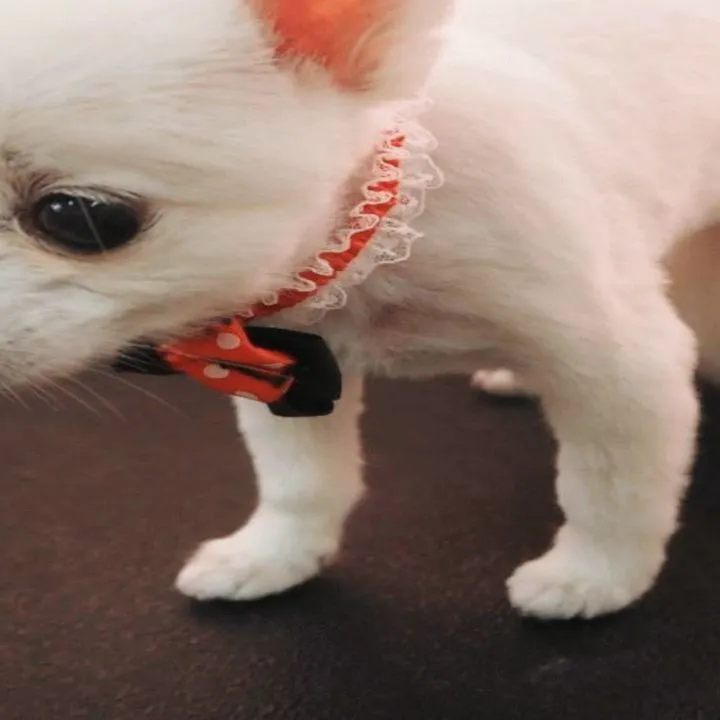 【トリミング】【お顔カット】