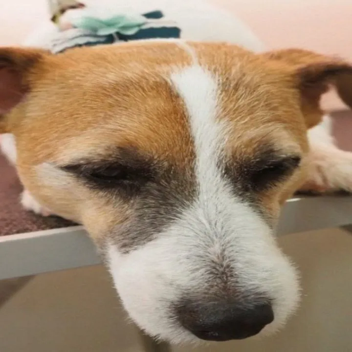 【トリミング】ジャックラッセルテリア【バリカン仕上げ】