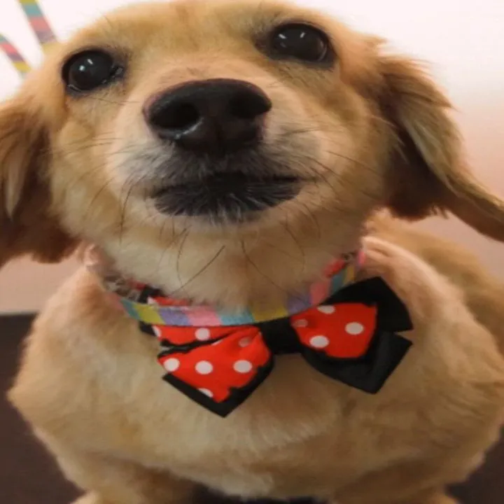 【トリミング】ミニチュアダックスフンド【手足ハサミ仕上げ】