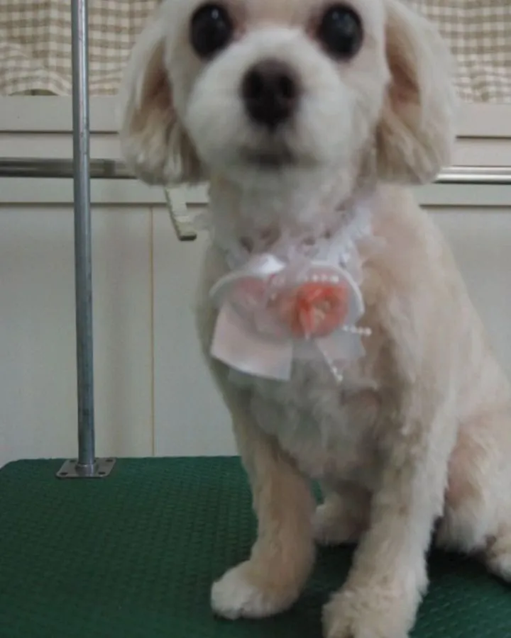 【トリミング】【お家トリミング】