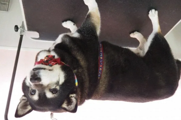 【トリミング】柴犬【シャンプーコース】