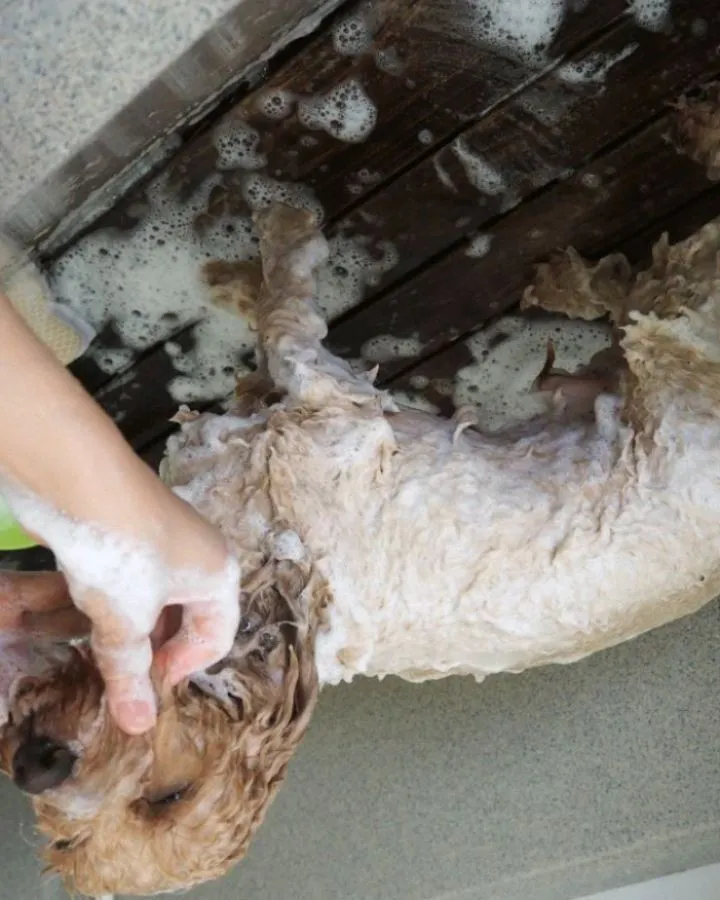 【トリミング】トイプードル【お気に入りカット】