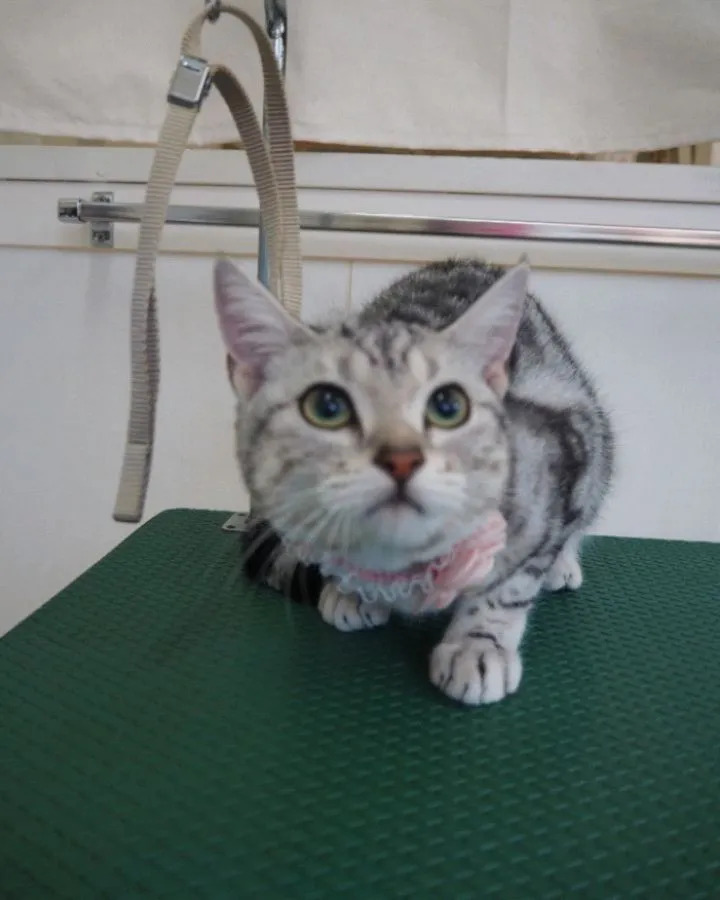 【トリミング】猫ちゃん【初めてのシャンプー】