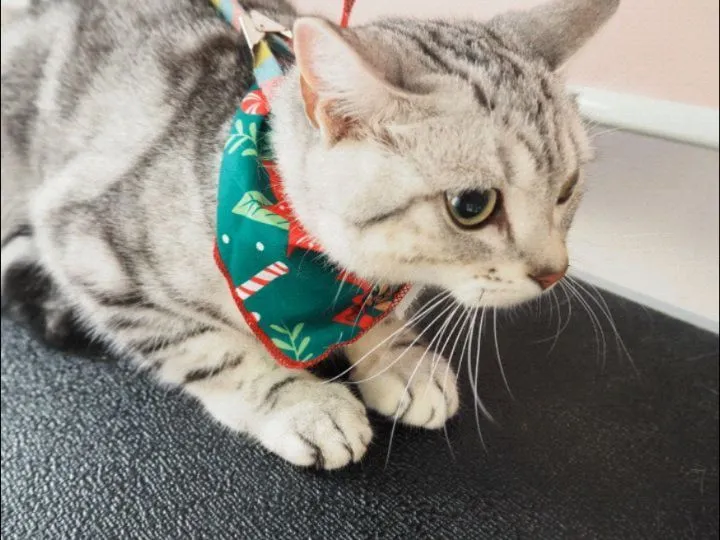 【トリミング】猫ちゃん【シャンプーコース】